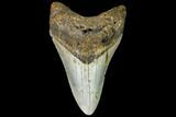 Fossil Megalodon Tooth - North Carolina #109019-1